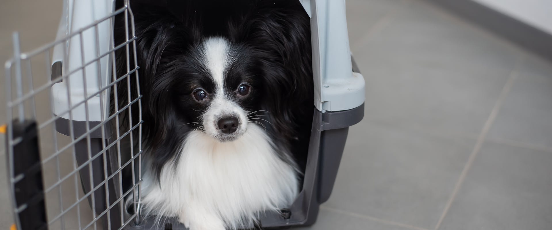 A small dog sitting in a travel crate for dogs