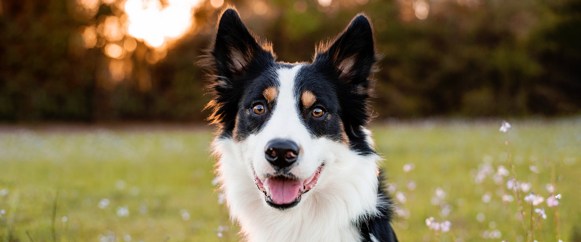 are border collies the smartest breed