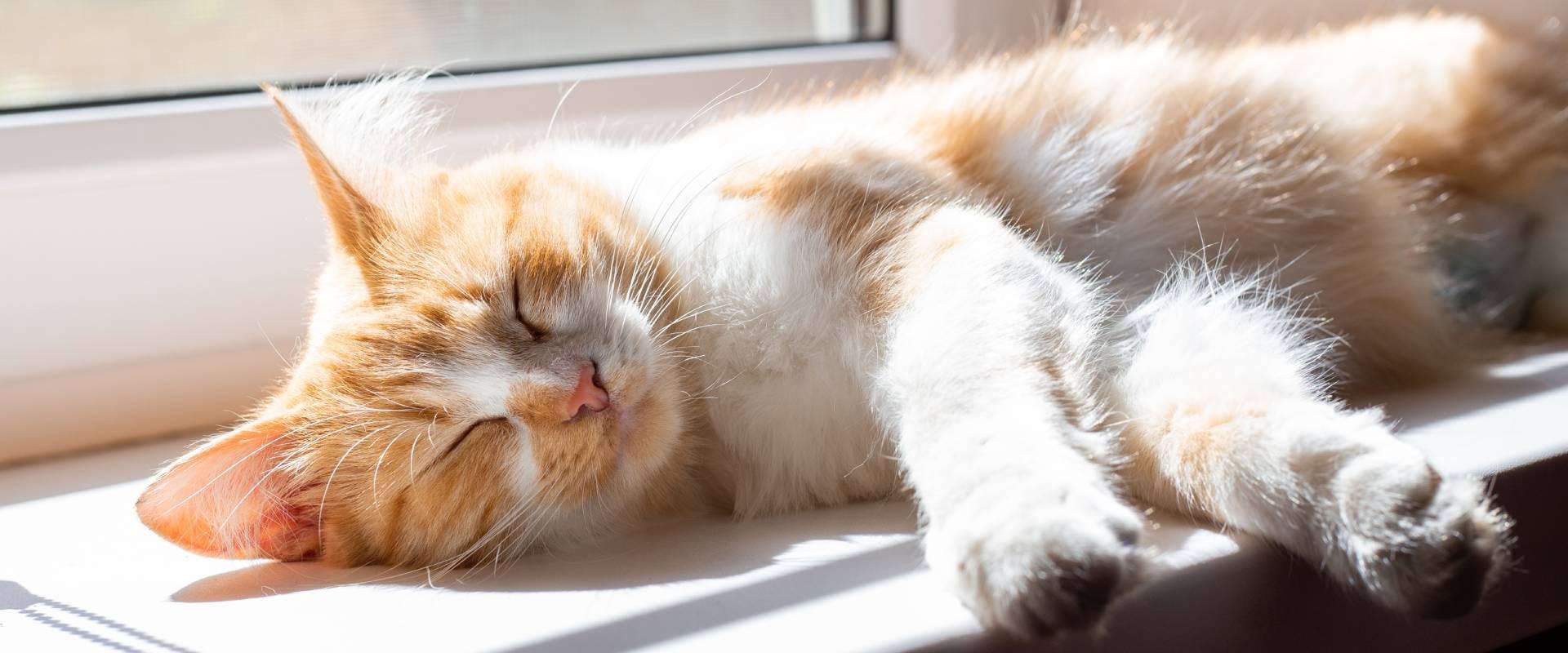 a white and ginger indoor cat sleeping in the sun next to a window on a windowsill