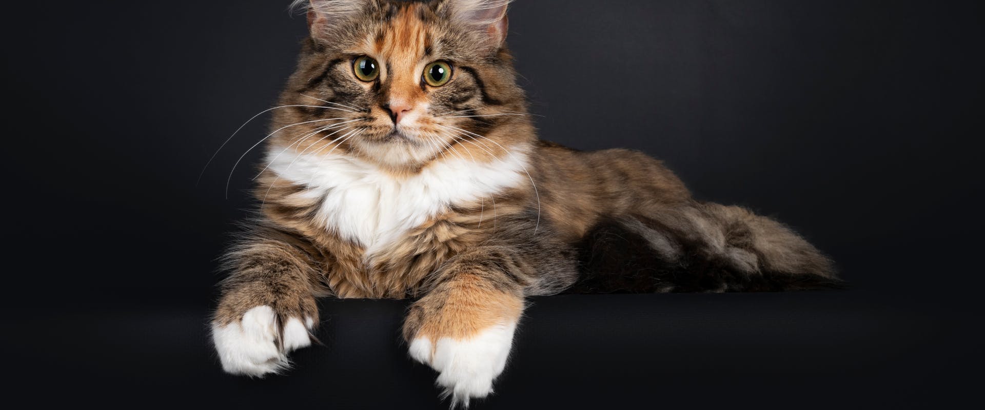 calico maine coon cat with polydactyl paws
