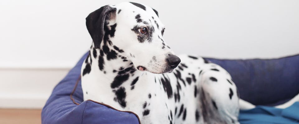 A Dalmatian dog sitting in a large dog bed