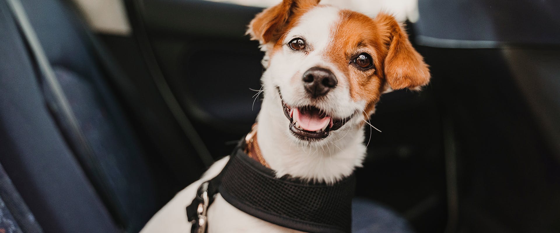 A happy dog sitting in a car, wearing a small dog harness