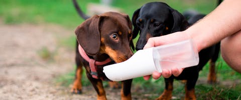 Two dogs drinking from a portable dog water bottle