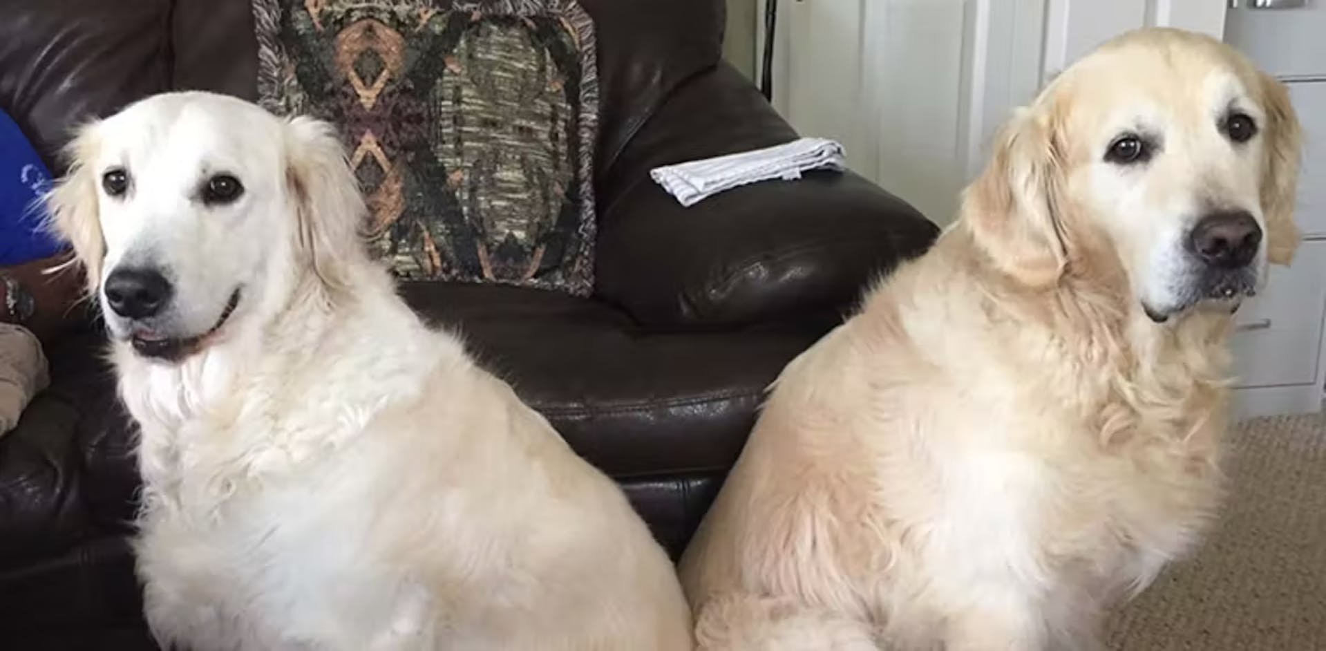 Two Golden Retriever dogs sitting in a front room