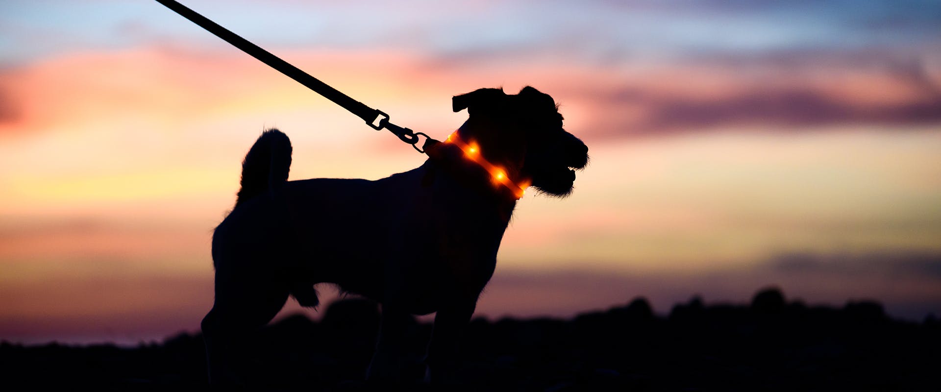 Design Gute cc simon Haustier Hund LED-Blitz Kragen Licht Bunte