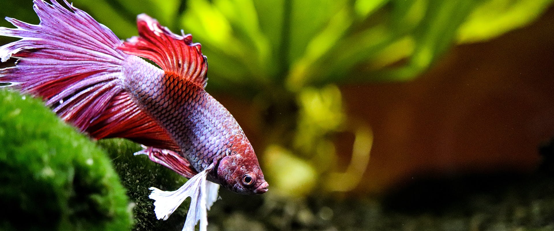 A bright red betta fish