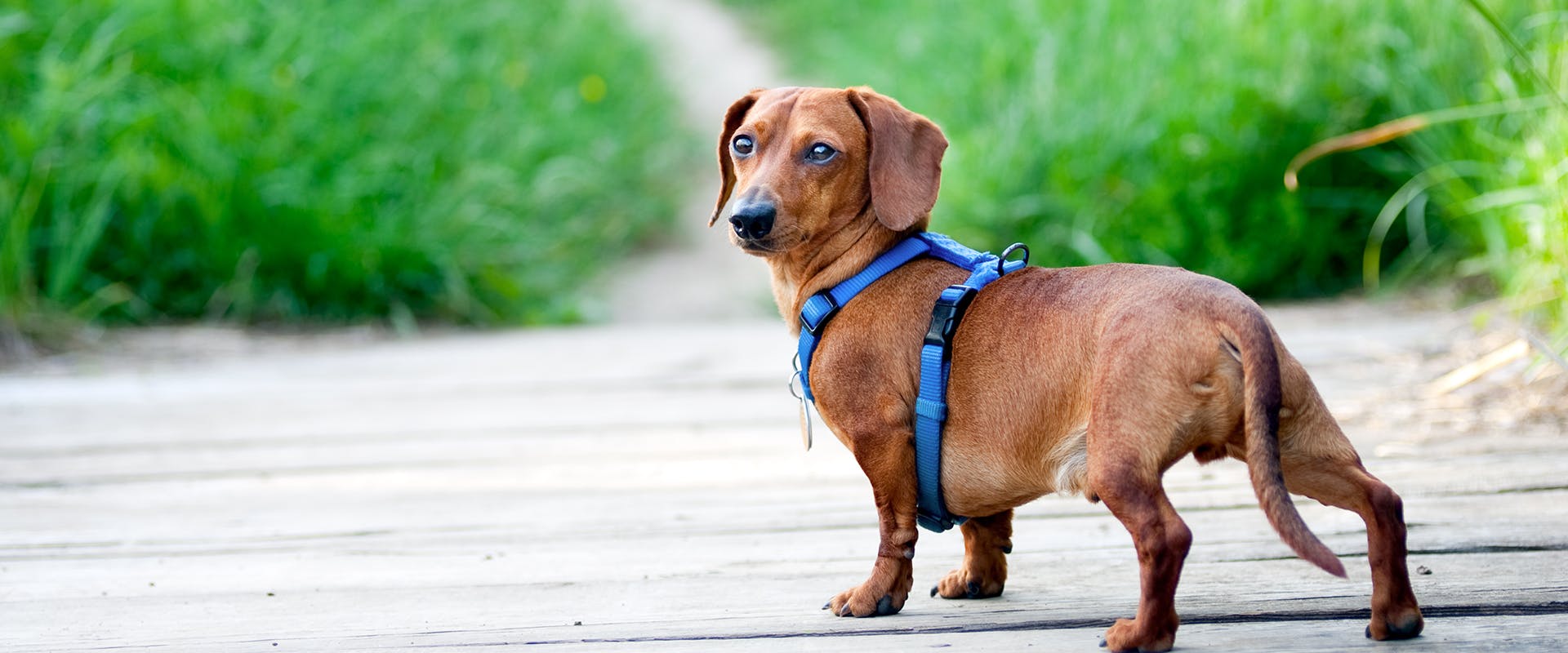 A dachshund walking outdoors down a wooden path, wearing a bright blue small dog harness
