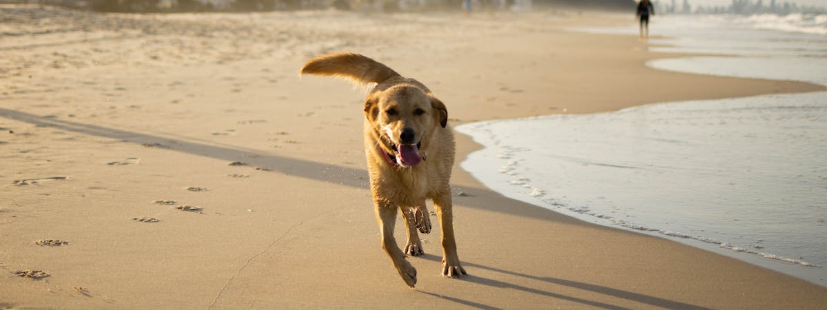 Dog running along a beach