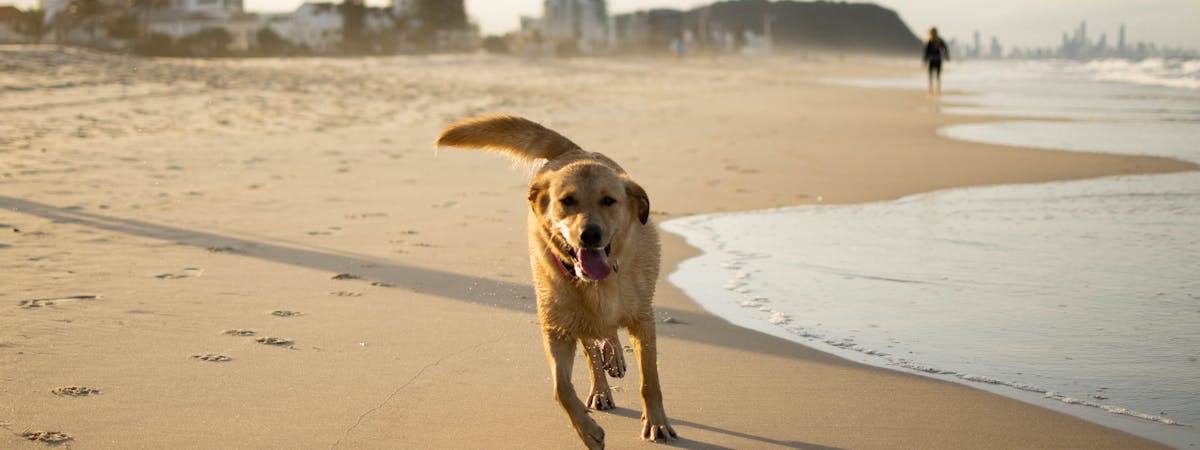 Dog running on the beach