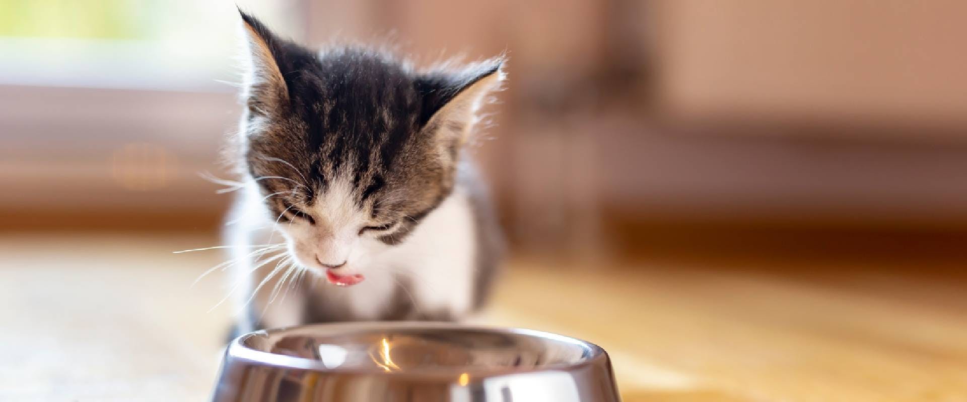 Kitten eating from a metal bowl