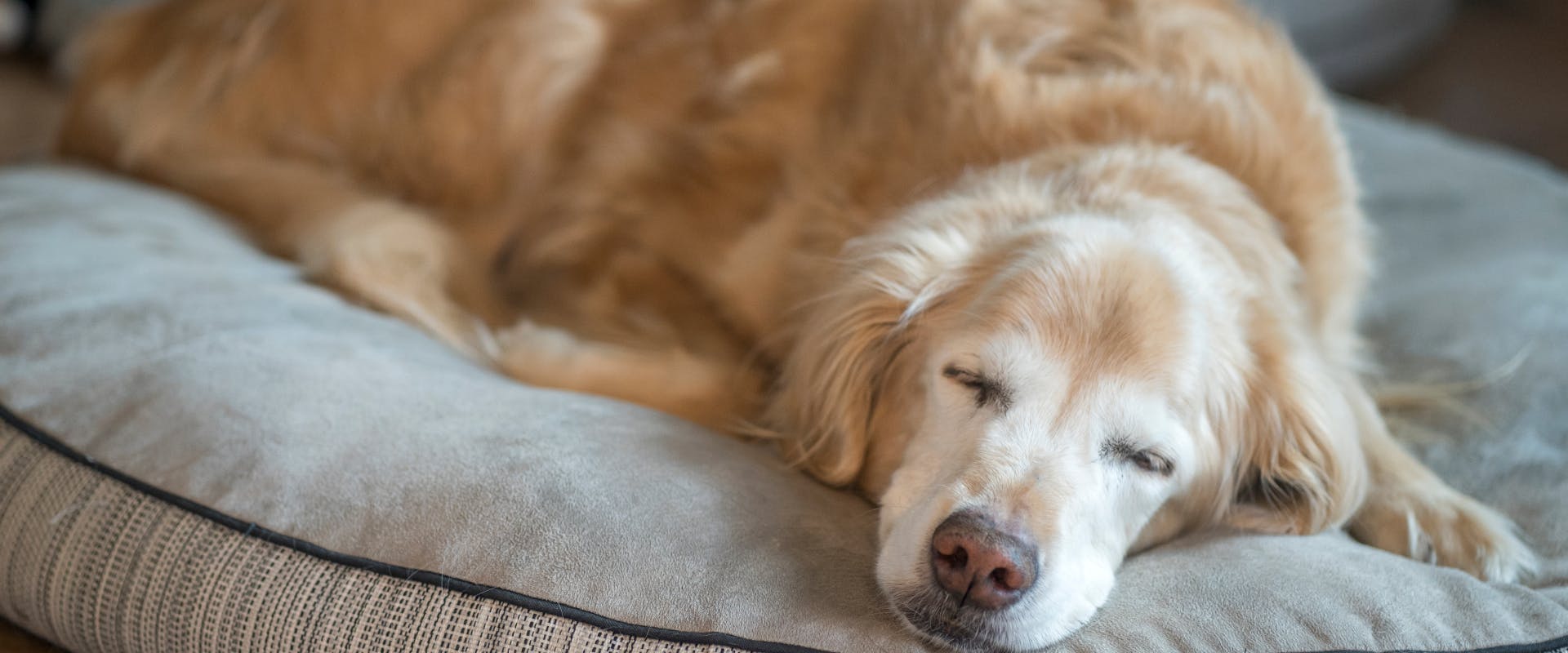 a sleeping elderly dog on a dog bed