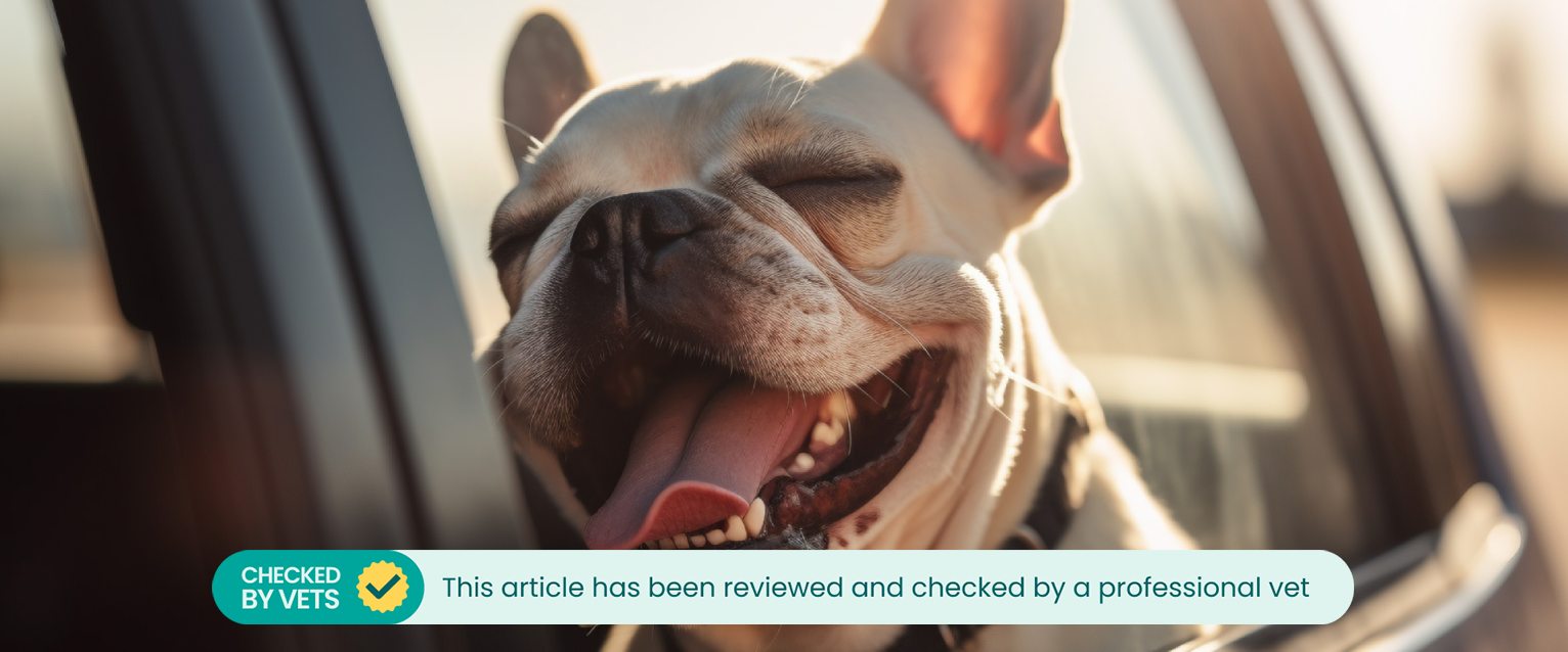 french bulldog sat in a car panting with its head out of the window