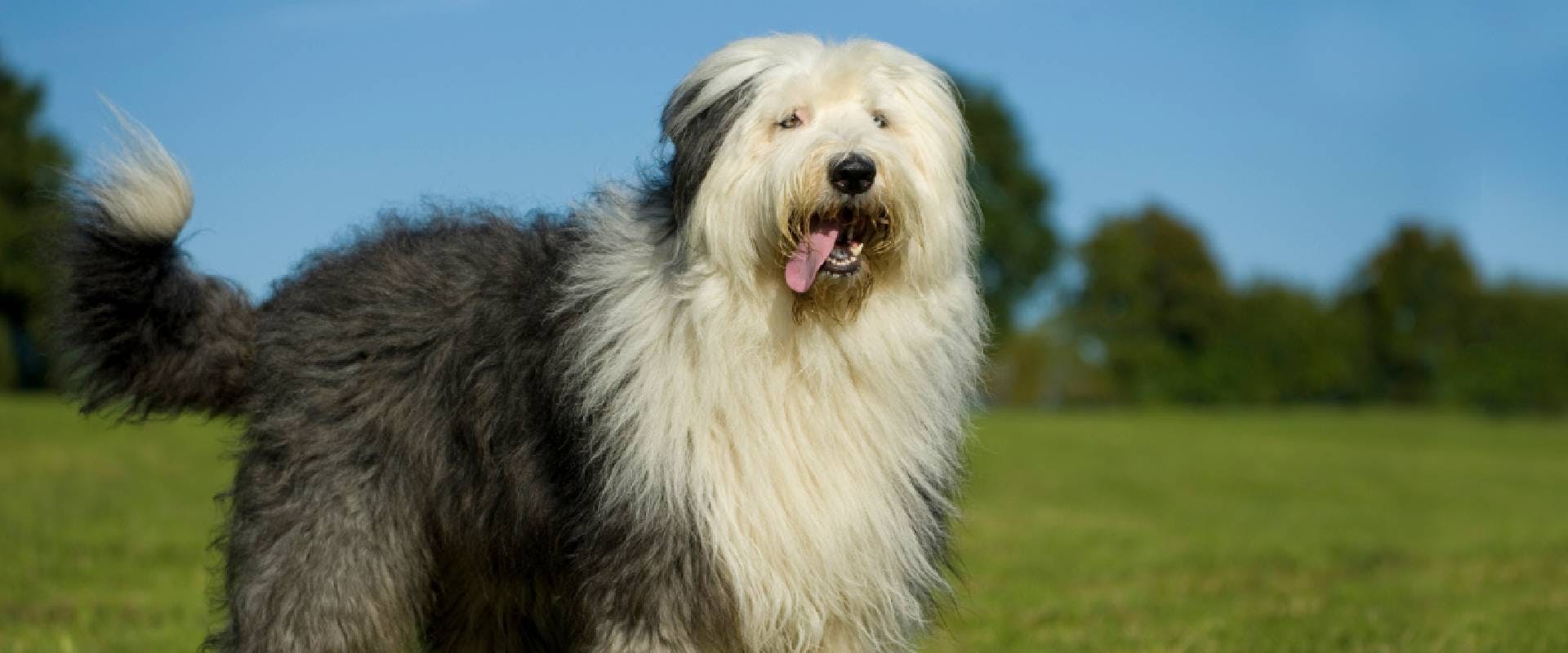 Old English Sheepdog standing in a field