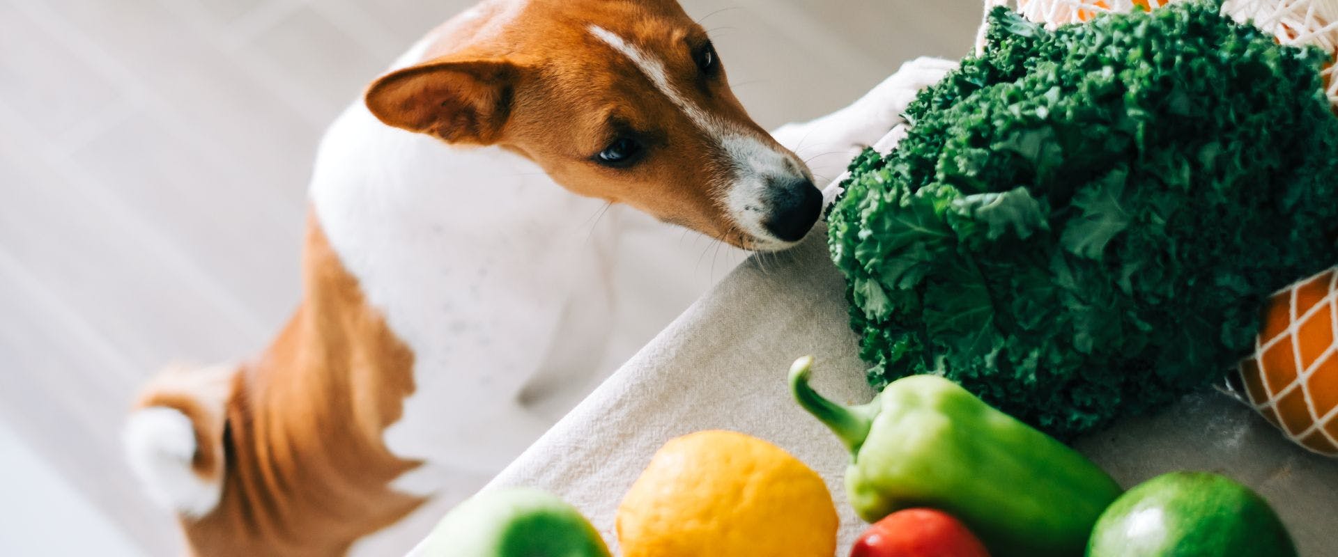 Jack Russell sniffing vegetables