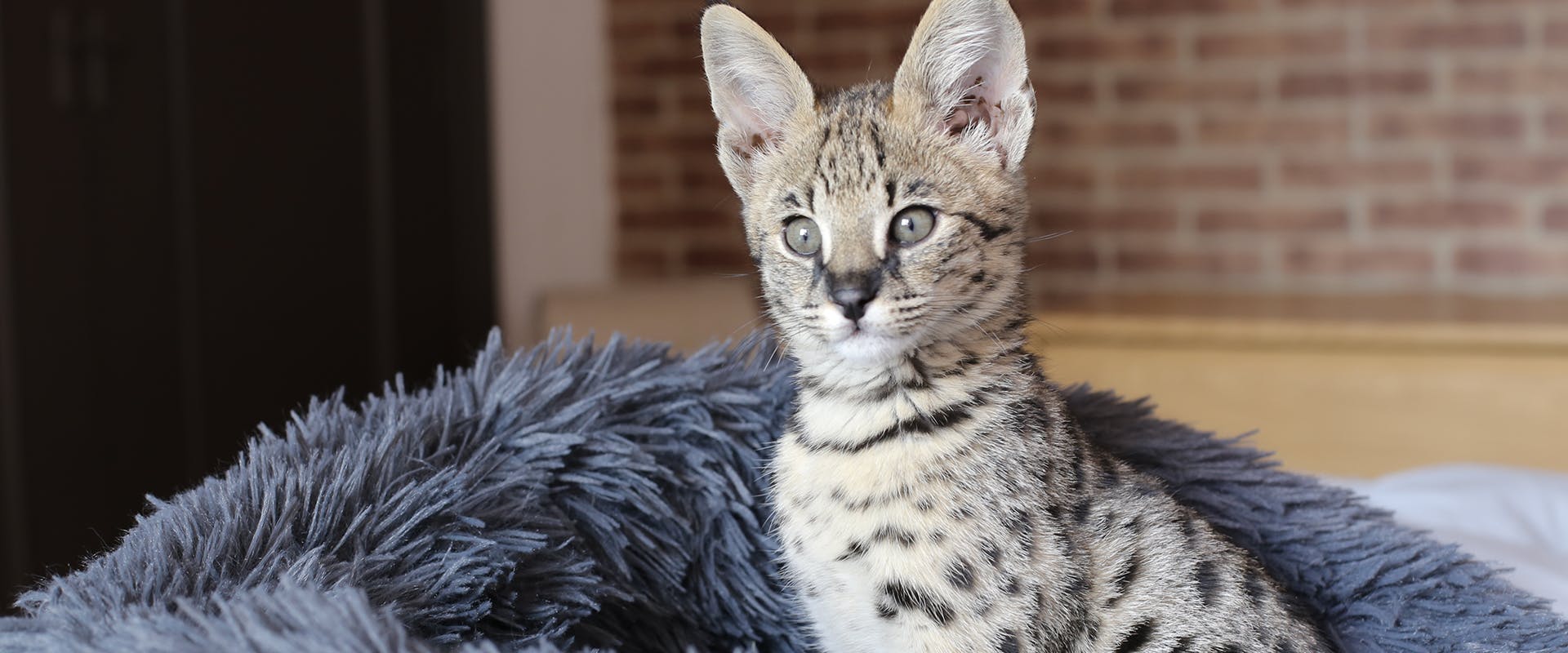 A Savannah kitten, a large exotic cat breed