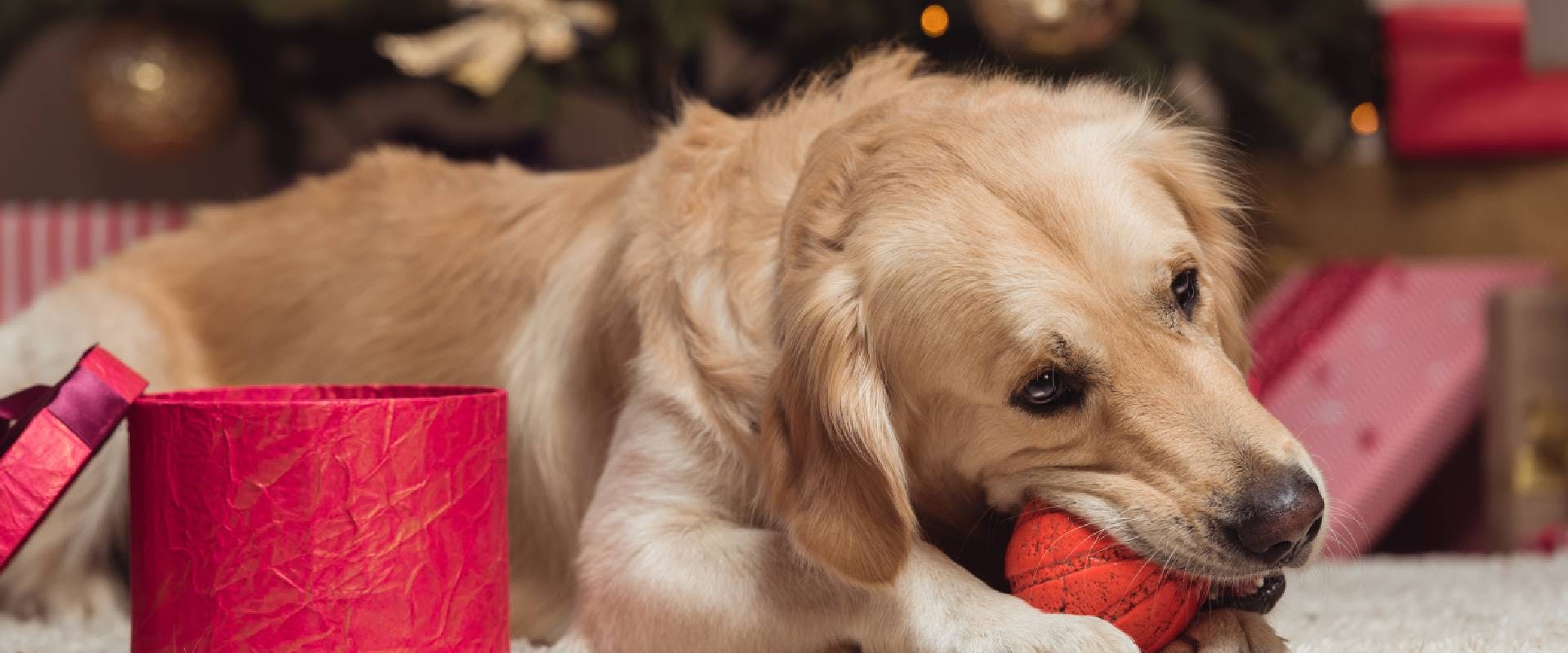 Golden Retriever playing with toys in front of a Christmas tree