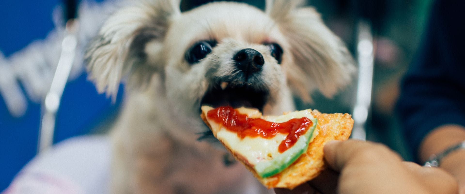 Small dog eating pizza