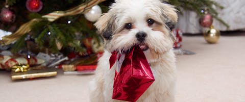 A small cute dog standing in front of a Christmas tree, a red gift bag in its mouth