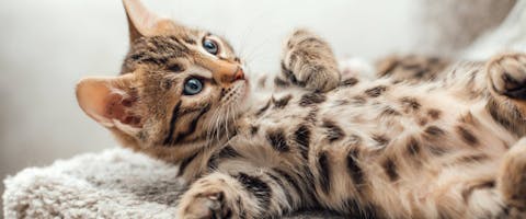 Bengal kitten laying on a soft cat's shelf 