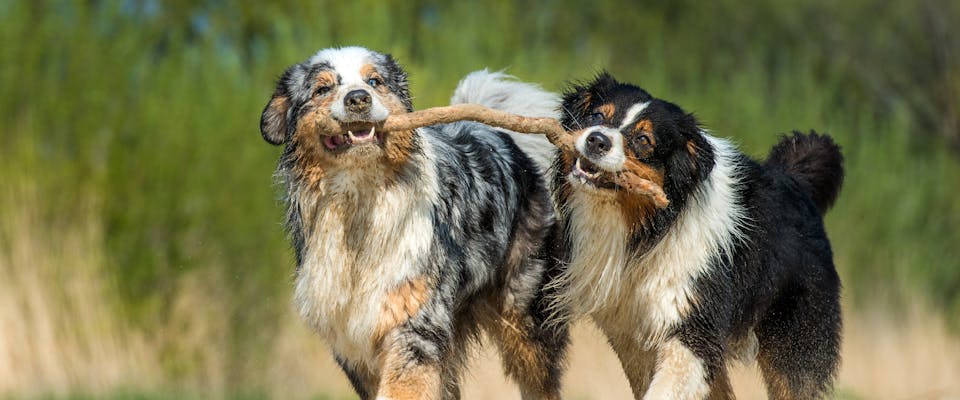 Two dogs carry one stick.