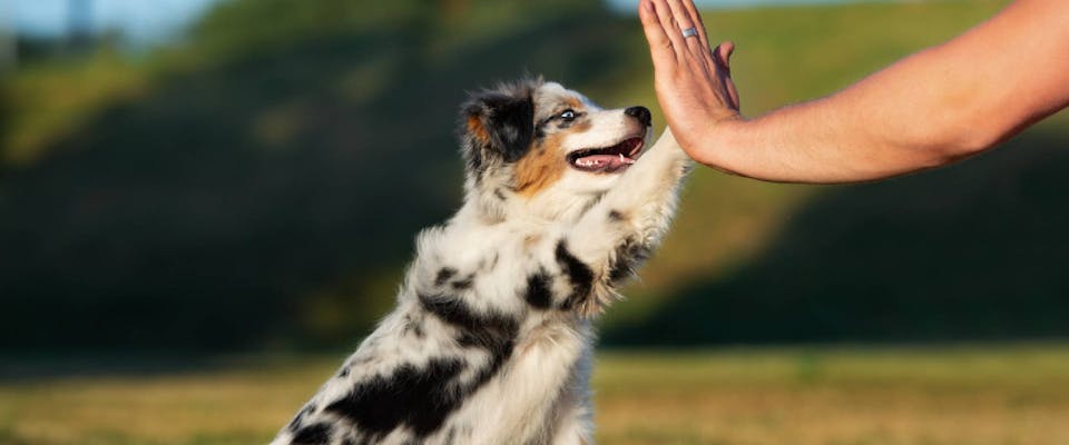 Puppy giving high five