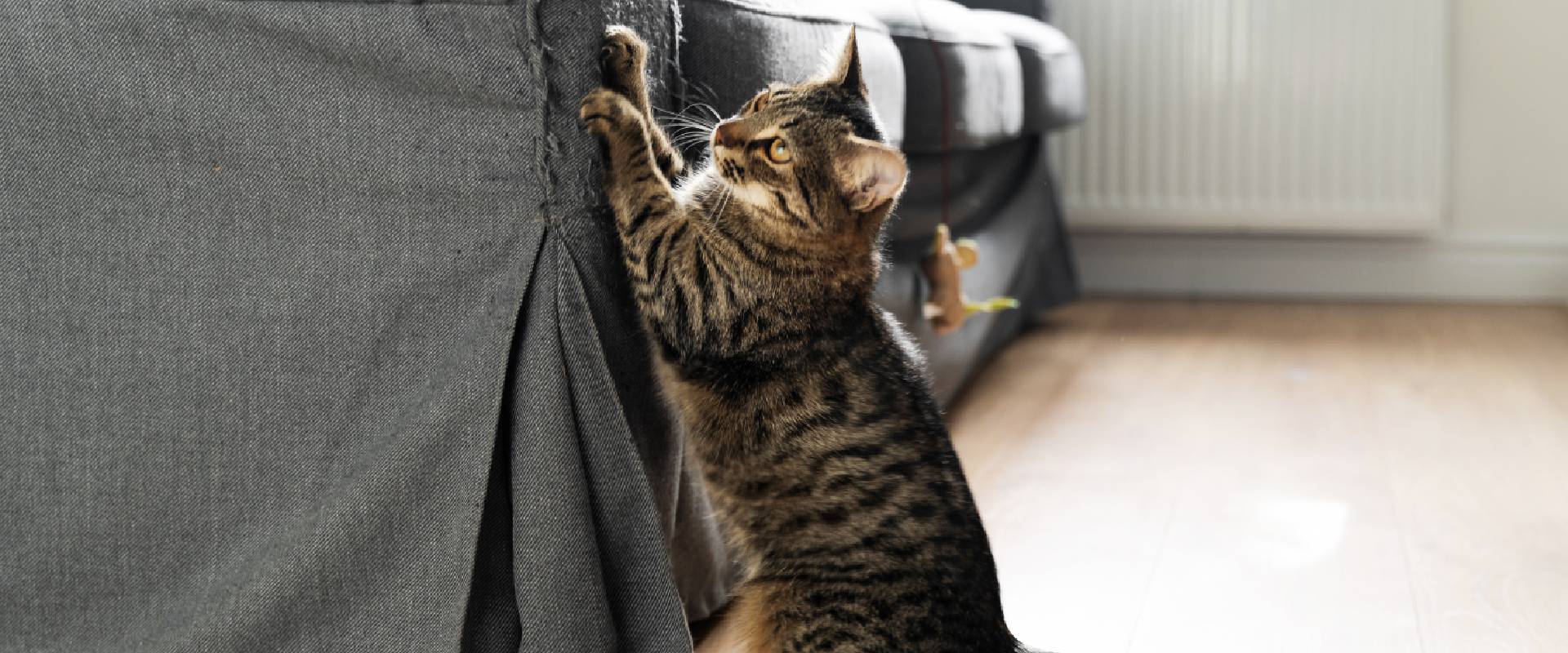 Do Cats Miss Their Owners?