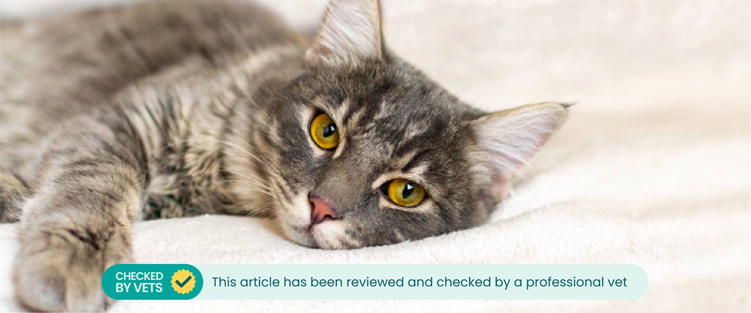 A sad cat laying on a blanket