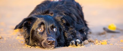 A black dog laying on the beach
