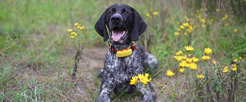 A dog sitting down in a field of yellow flowers, wearing a bright yellow and red GPS dog tracker collar