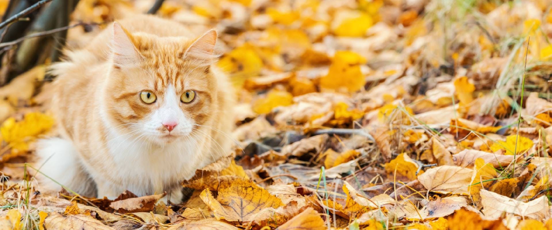 Ginger cat sitting amongst autumn leaves