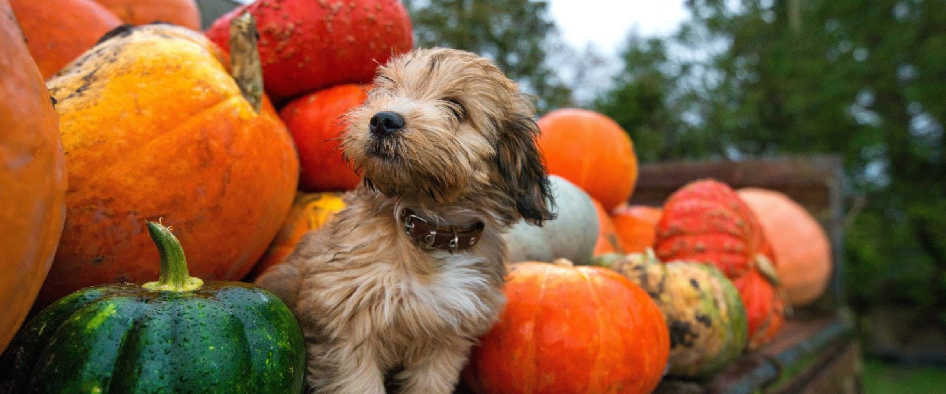 Cute, wet puppy is sitting in trailer and guarding pumpkins 