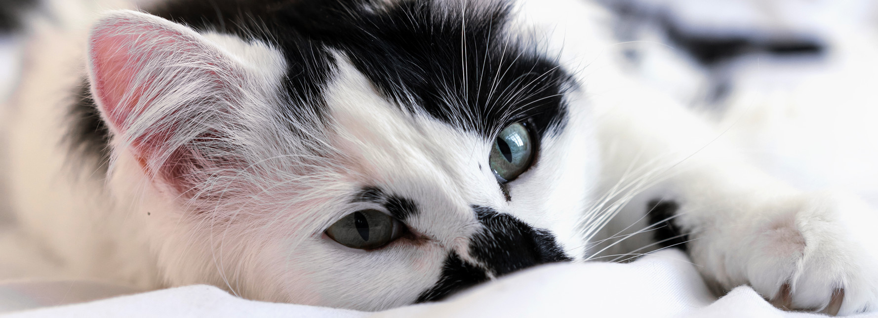 cat sitters