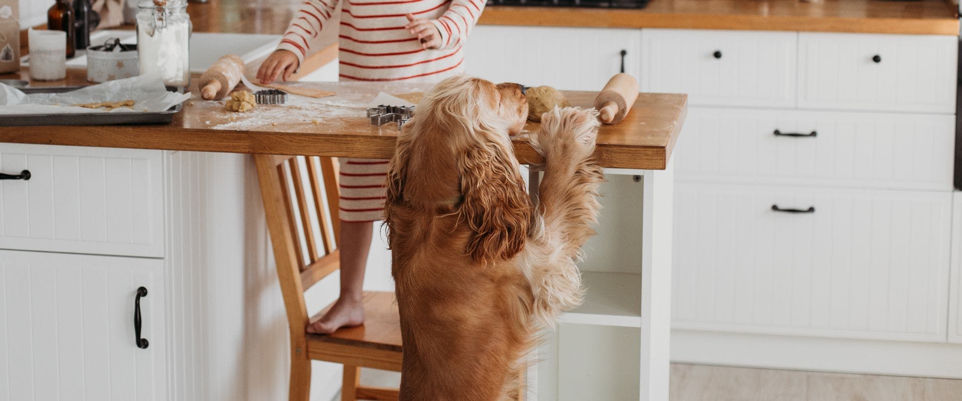 Spaniel dog jumping up at the kitchen side