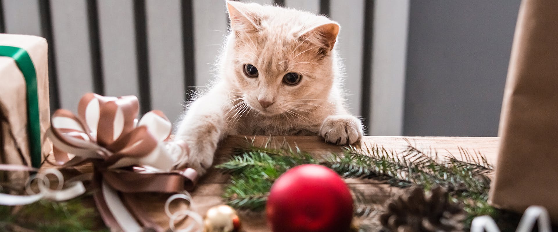 A cat pawing at some Christmas decorations