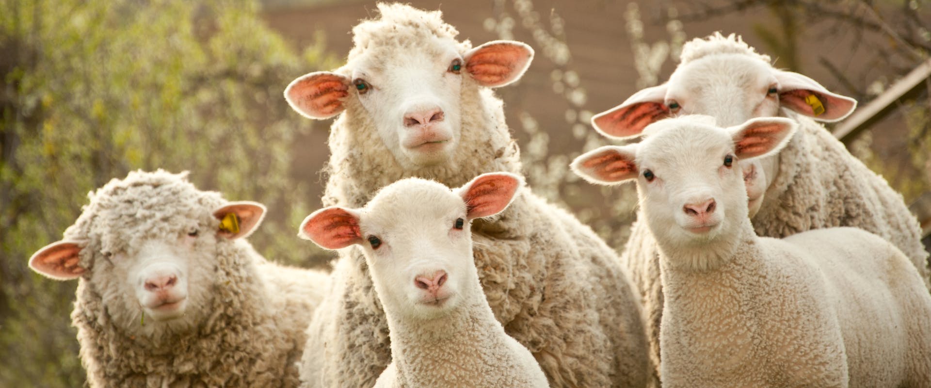 a flock of sheep looking directly at the camera whilst standing in a field on a farm