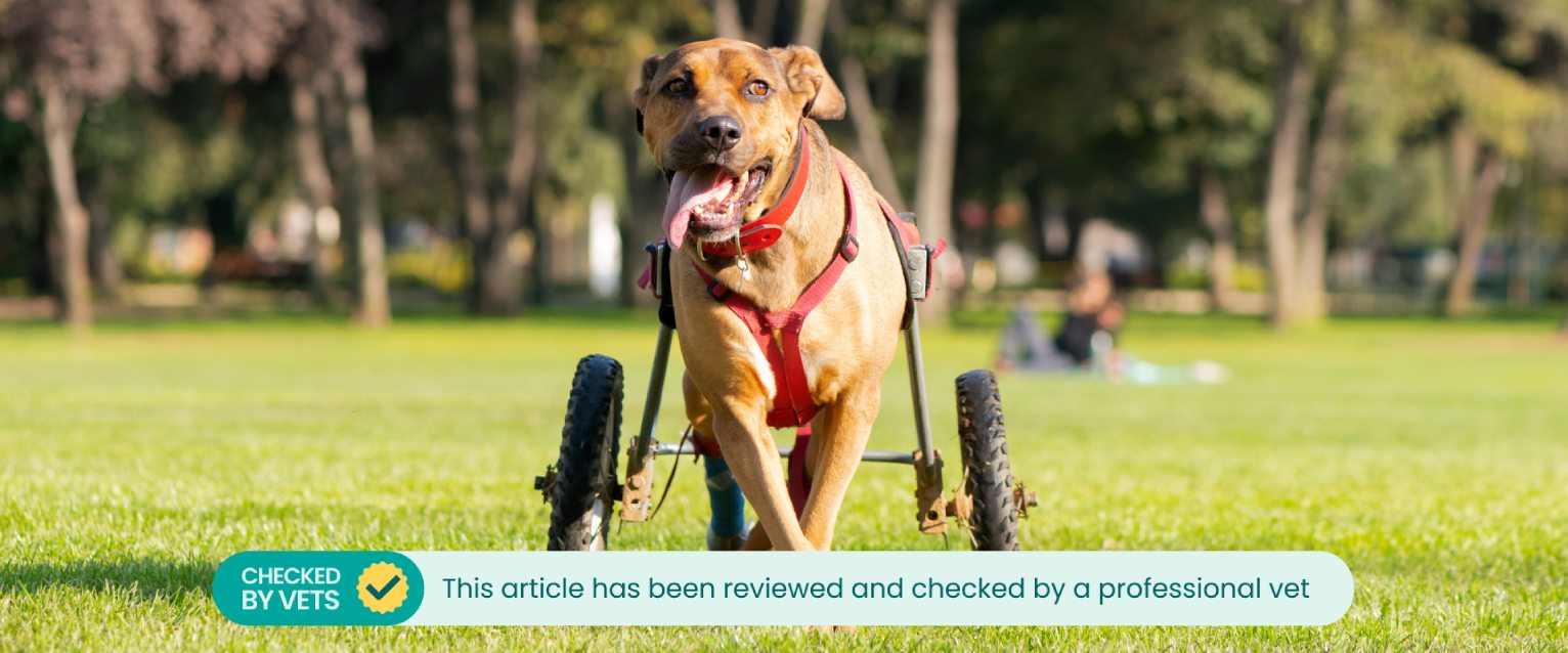 A dog using a doggy wheelchair.