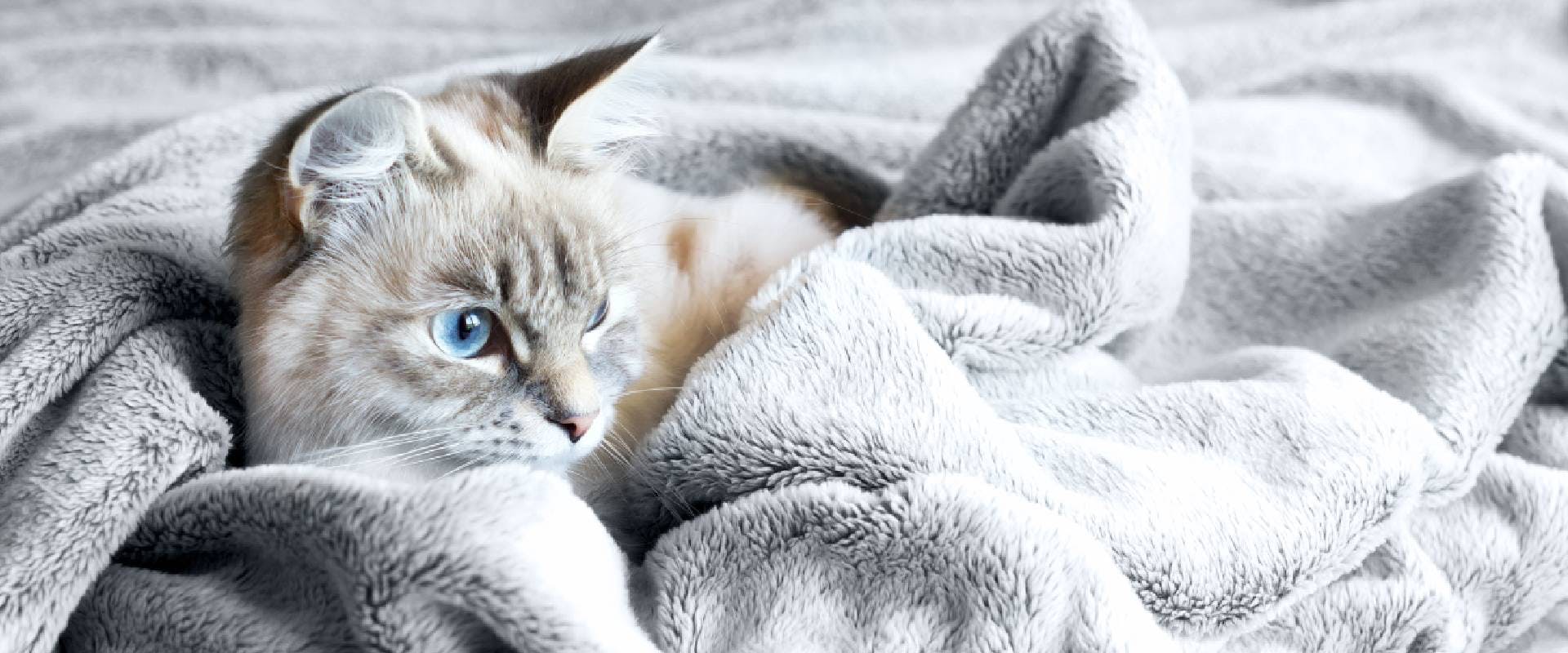 Blue-eyed cat in a silver blanket