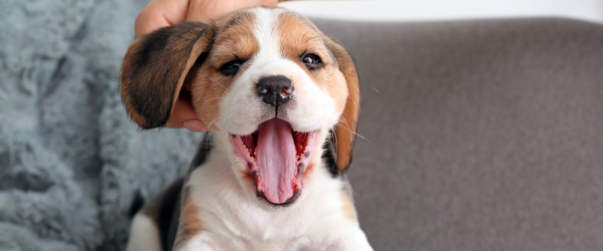 A cute Beagle puppy yawning