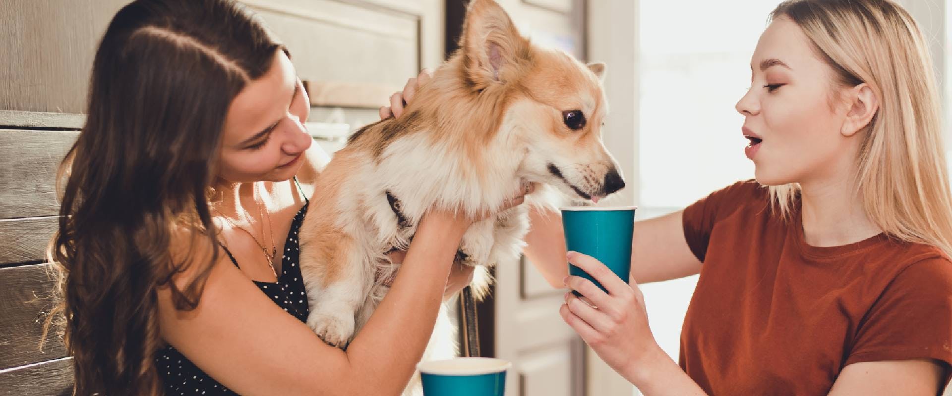 People with a Corgi in a dog-friendly restaurant