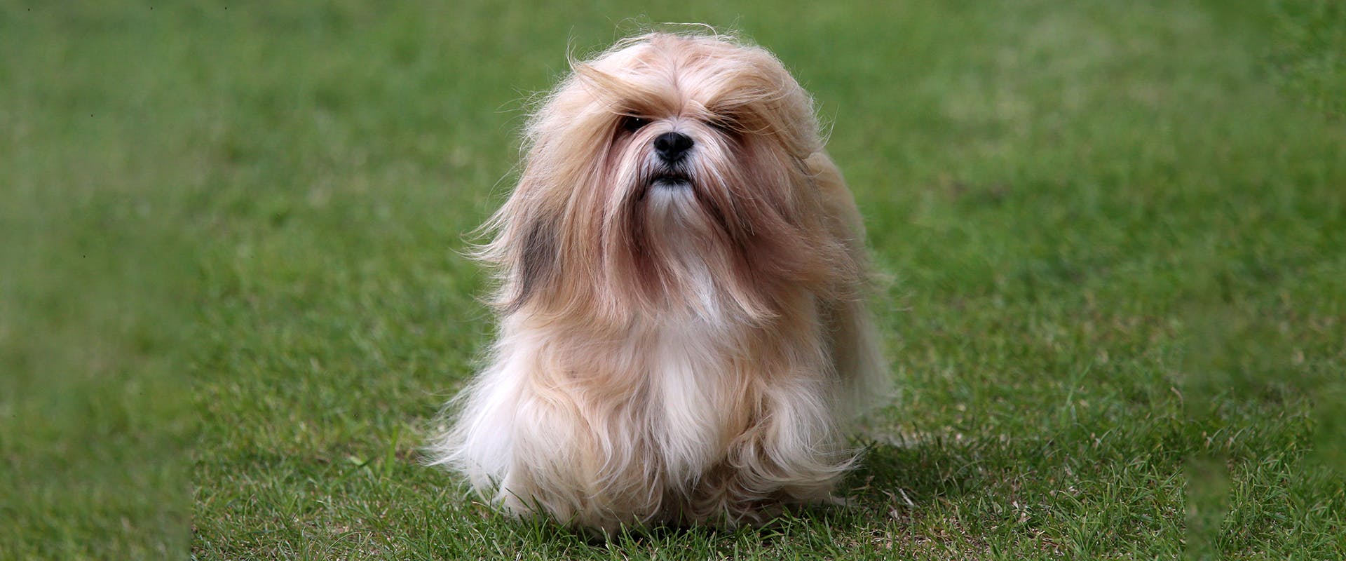A small Lhasa Apso dog running through a field of grass, the wind softly blowing through its fur