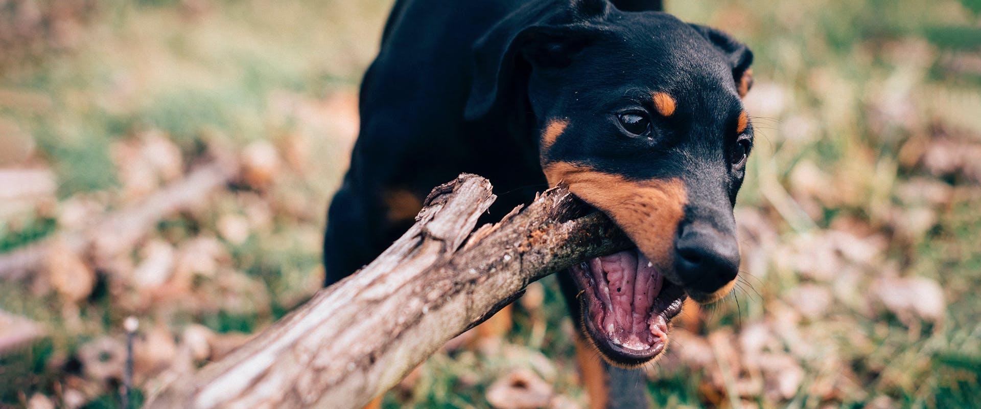 A cute Doberman puppy standing in some leaves and grass, biting one end of a wooden log