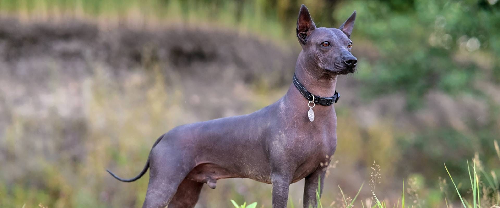 is xoloitzcuintli extinct