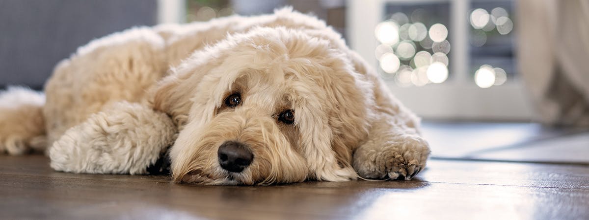 Small white dog laying on a wooden floor