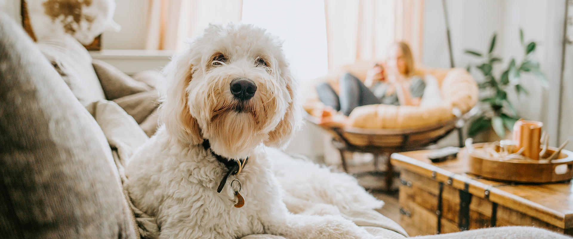 A fluffy white dog sitting on a sofa, a woman, blurred out in the background, sits on a comfy hair while scrolling on her phone