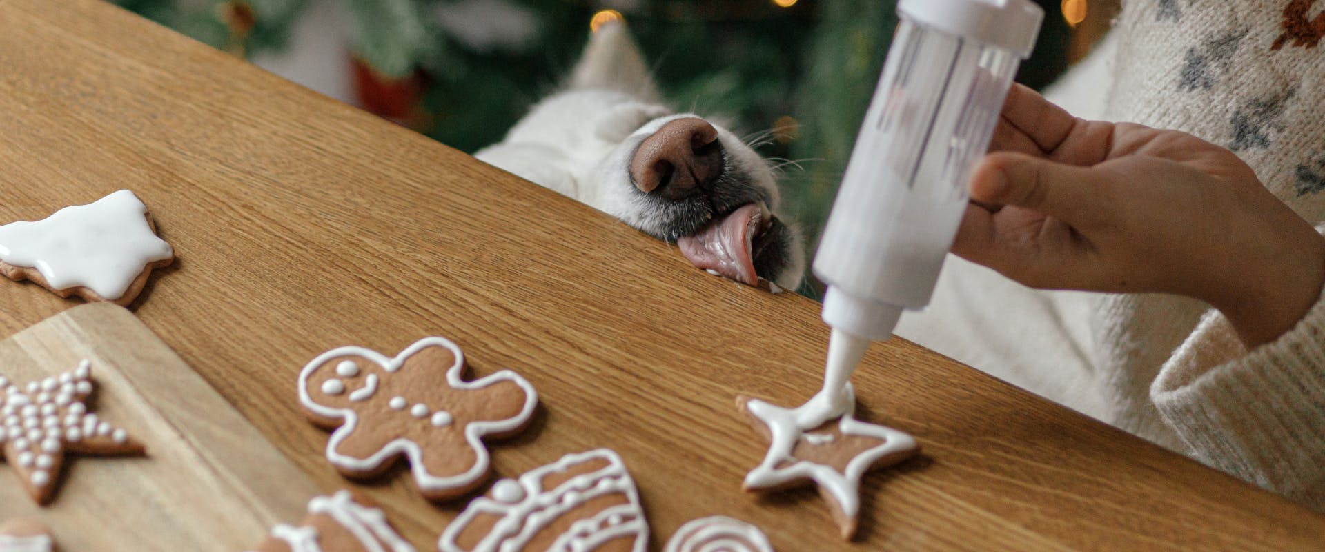 Homemade dog Christmas cookies.