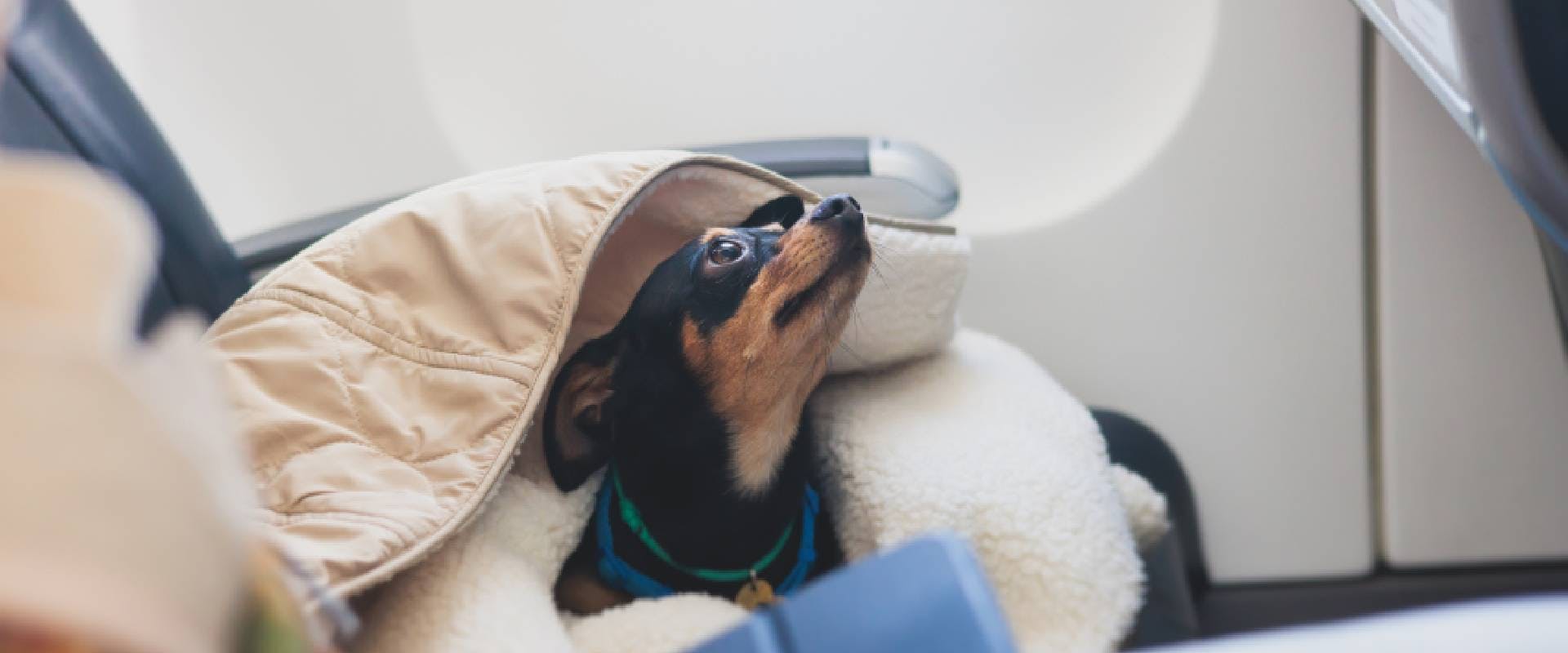 Dog in an aircraft cabin