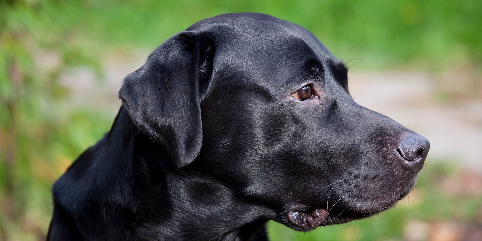 A profile view of a black lab outside