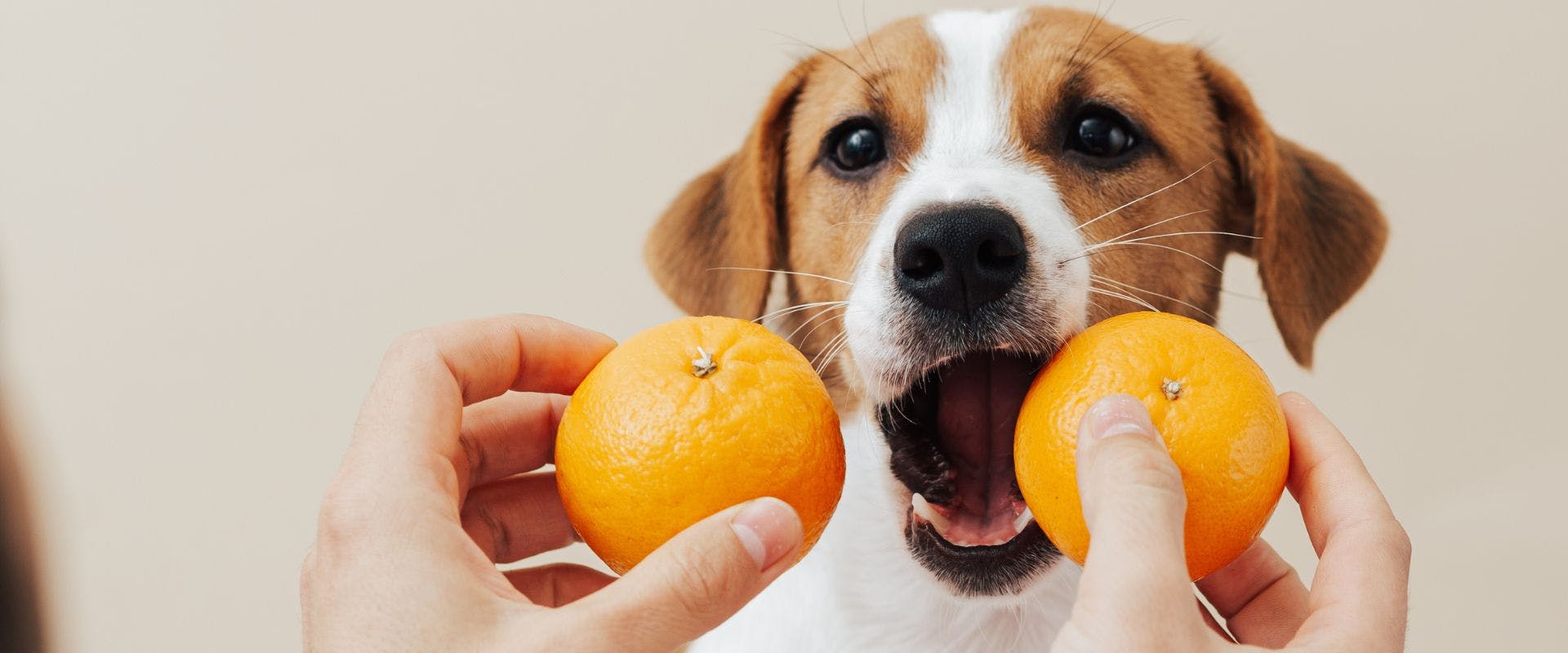 Jack Russell dog eating oranges