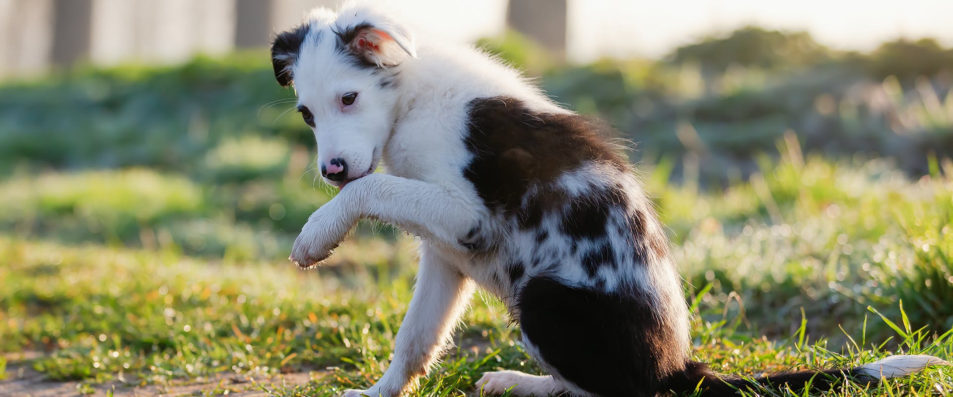 Why Do Puppies Chew On Their Paws