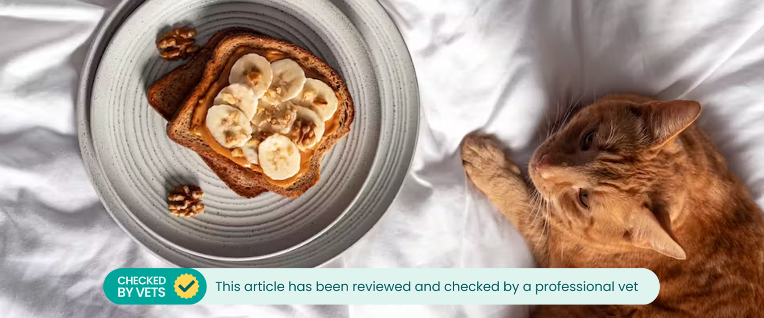A cat sitting on a bed next to plate of peanut butter and banana toast